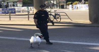 Policeman Chases Swan