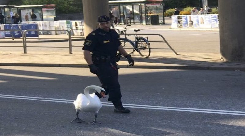 Policeman Chases Swan