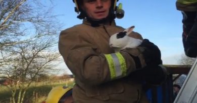 Rabbit Rescued