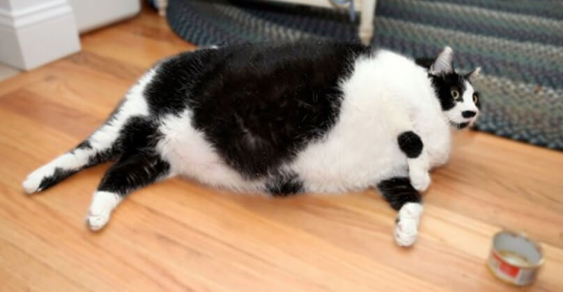 Unbelievable Cat Who Weighs A Shocking 32 LBS And Requires