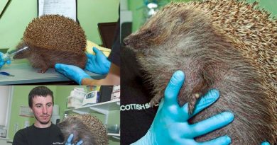 Hedgehog Swelled To Size