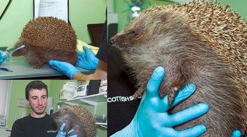 Hedgehog Swelled To Size