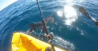 kayak fisherman fights shark