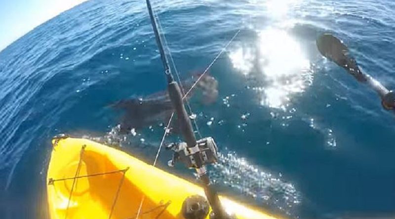 kayak fisherman fights shark