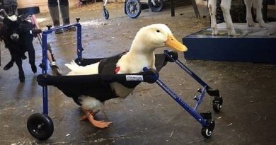 Disabled Duck Born With A Lame Leg Gets A Customized Mini Wheelchair