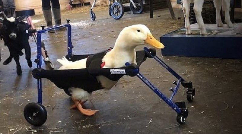 Disabled Duck Born With A Lame Leg Gets A Customized Mini Wheelchair