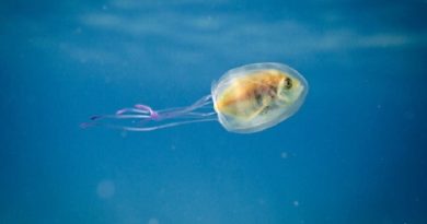 fish inside jellyfish