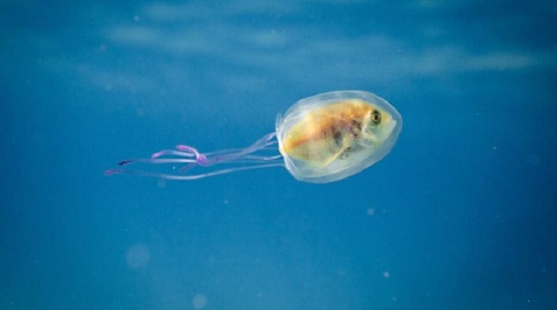 fish inside jellyfish