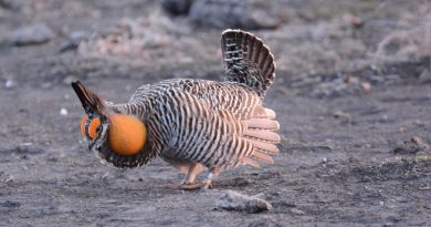 Prairie Chickens