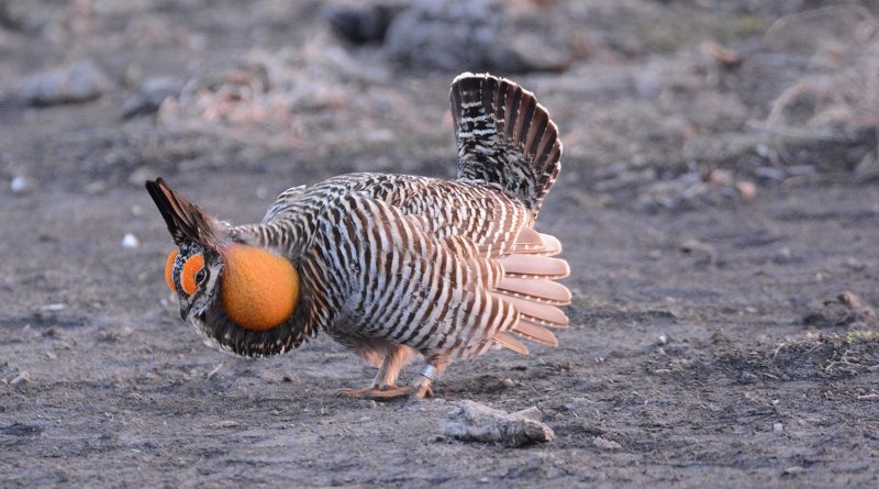 Prairie Chickens