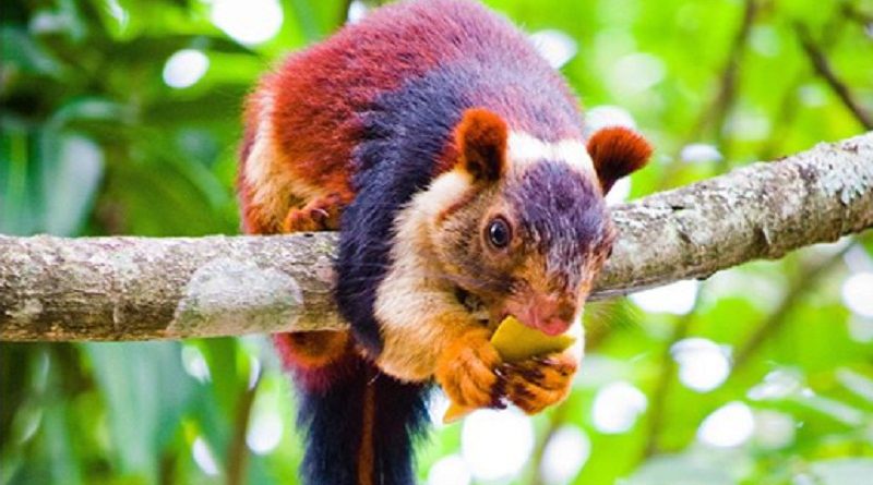 Multicolored Squirrels