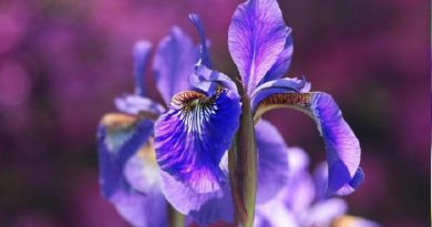 Iris Flower