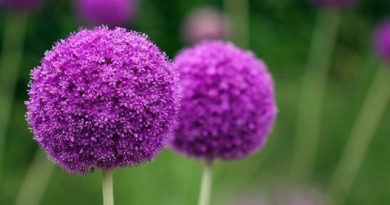 The Allium