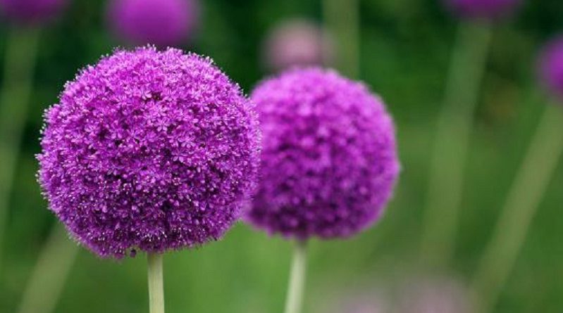 The Allium