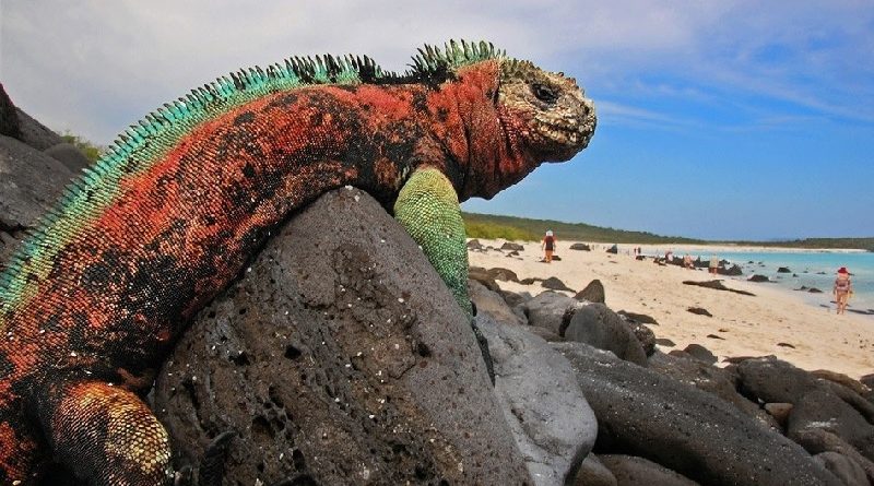 Iguanas Galapagos