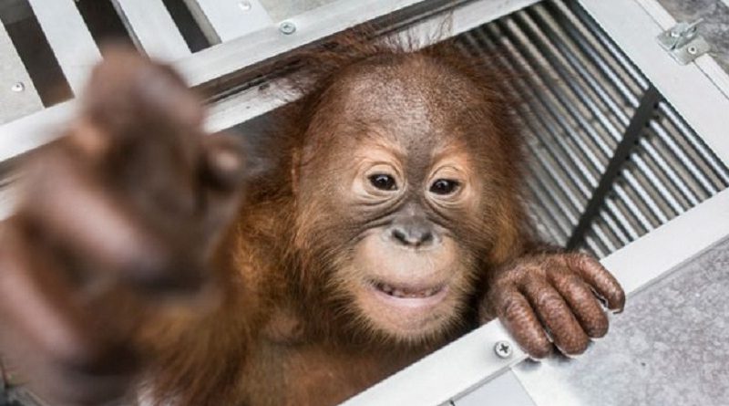 Baby Orangutan