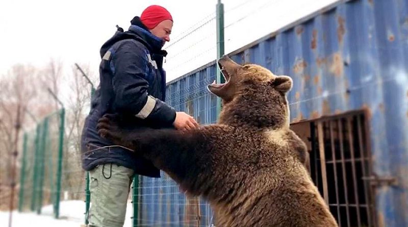 Pet Bear