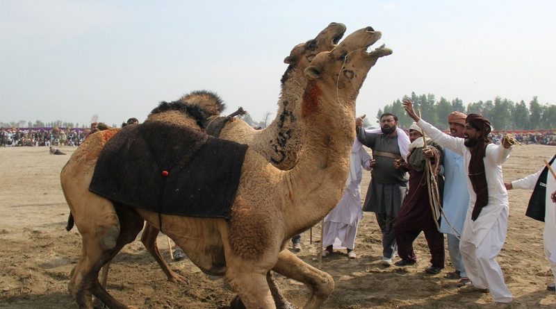 Camel Fighting