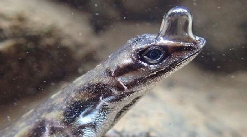 Odd Scuba Diving Lizard