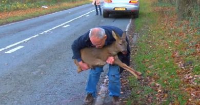 deer rescue