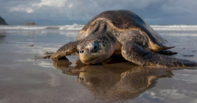 Sea Turtle Eggs