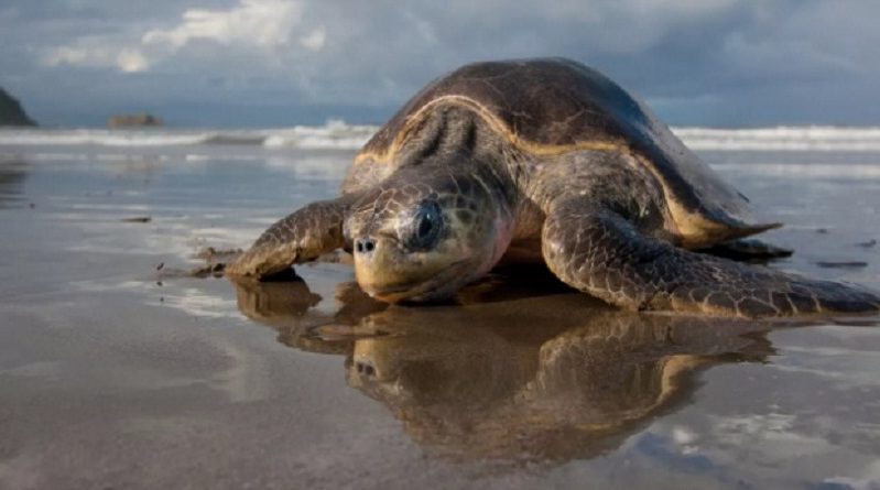 Sea Turtle Eggs