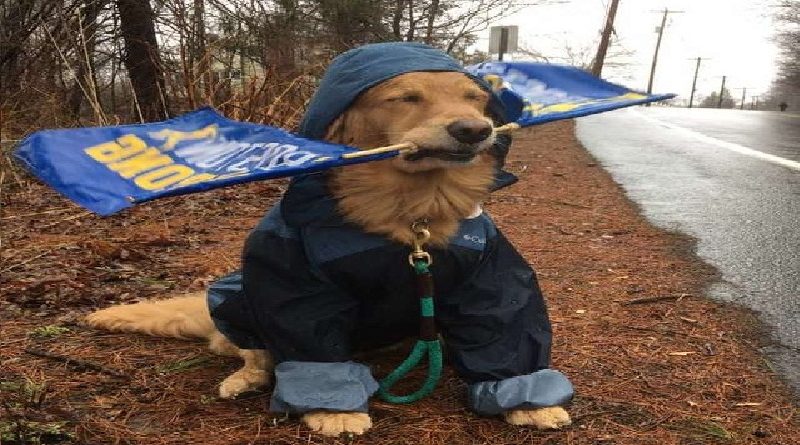 Dog At Boston Marathon