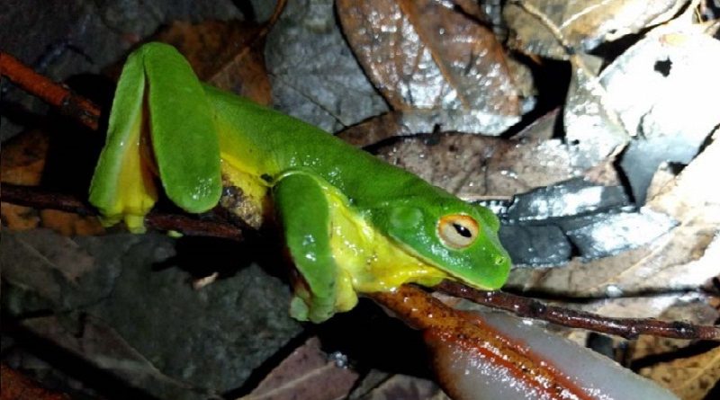 Australian Slug