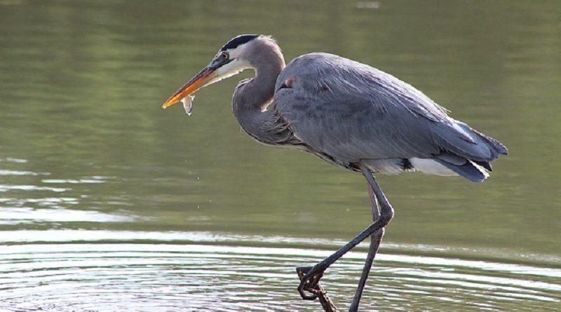 heron Feeding