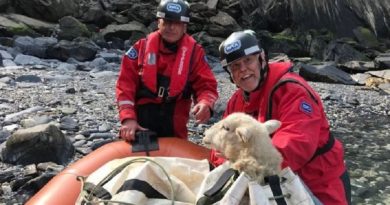 stranded sheep rescue