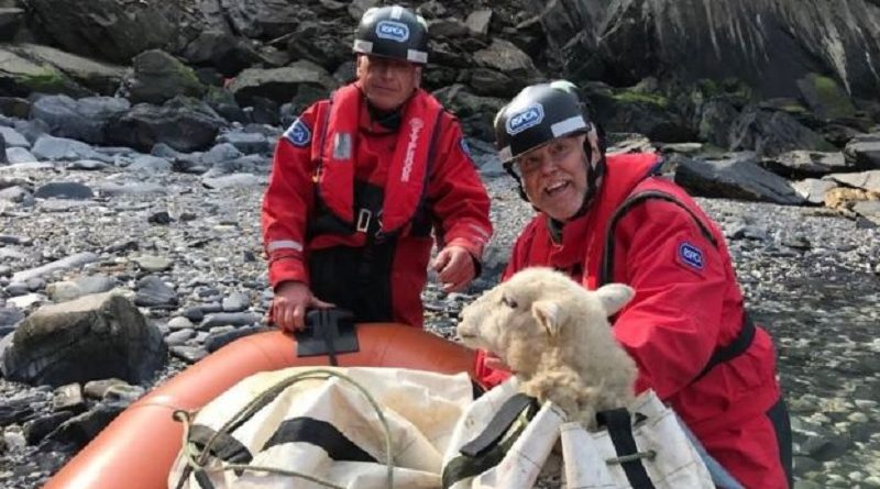 stranded sheep rescue