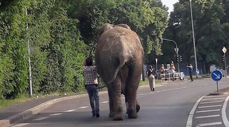 Escaped Elephant