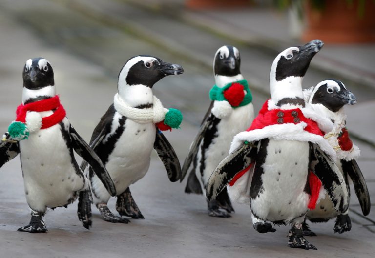 Big In Japan - Penguins Dressed As Santa (VIDEO)