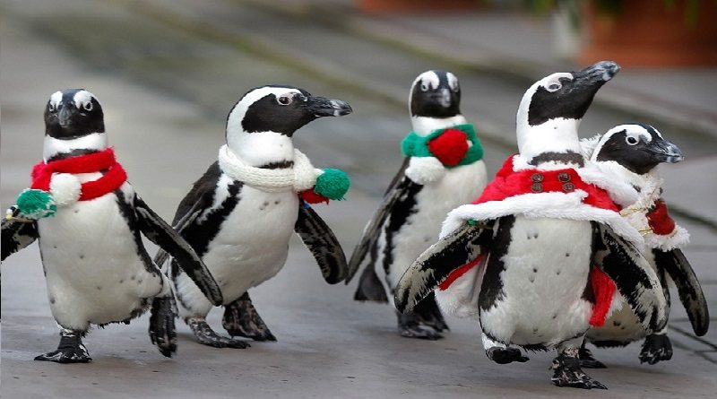 Penguins As Santa