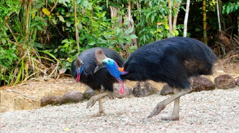 Cassowary Bird