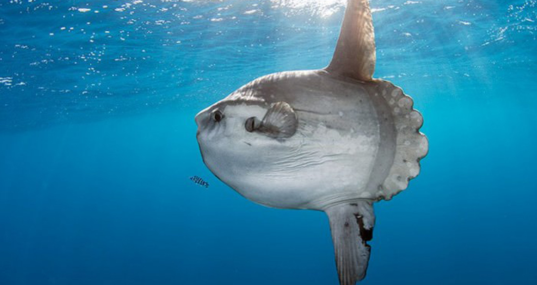 Meet The Mola Mola, The Rhino-Sized Floating Fish Head Sunbathing