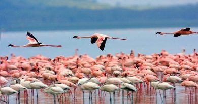 Flamingos Flock to Mumbai