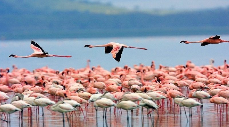 Flamingos Flock to Mumbai