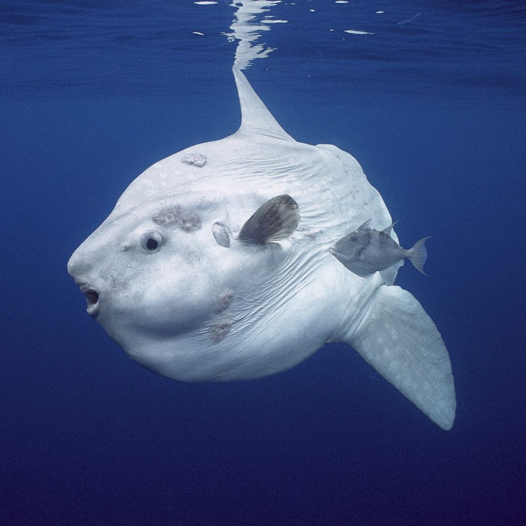 Meet The Mola Mola, The Rhino-Sized Floating Fish Head Sunbathing