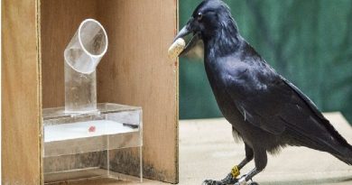 Crows So Smart