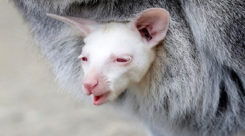 Albino Wallaby