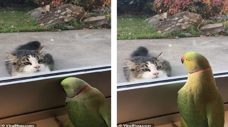 Playful Parrot Loudly Squawks