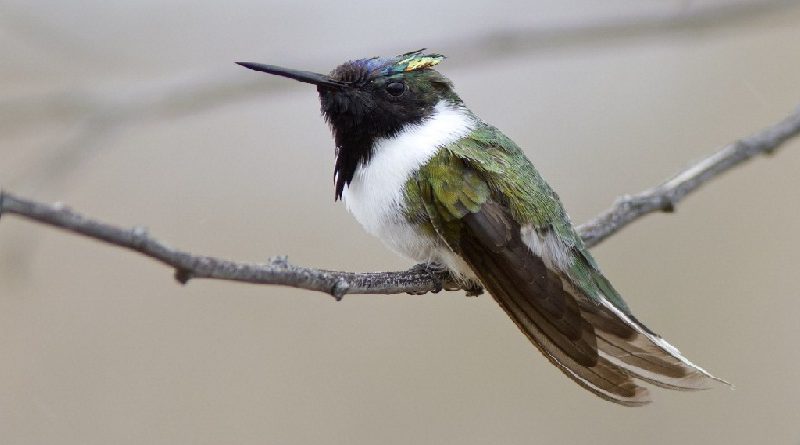 Horned Hummingbird