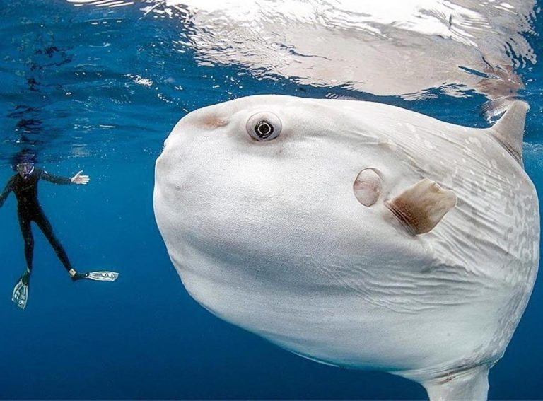 Meet The Mola Mola, The Rhino-Sized Floating Fish Head Sunbathing