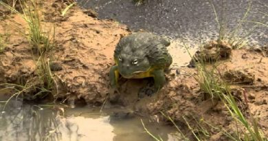 Devoted And Loving Bullfrog Dad Saves His Tiny Tadpoles From Dying (VIDEO)