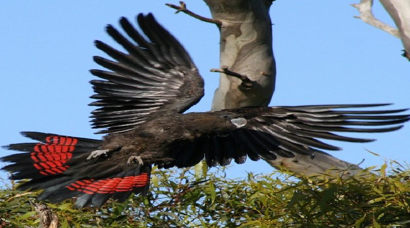 Black-Cockatoo