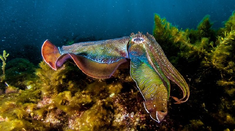 Australian Cuttlefish