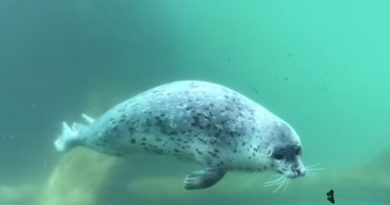 Seal And Butterfly Play