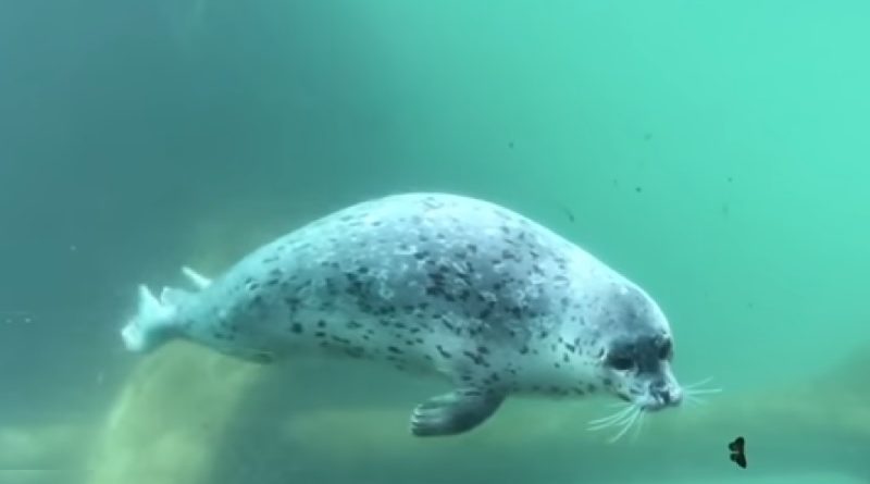 Seal And Butterfly Play