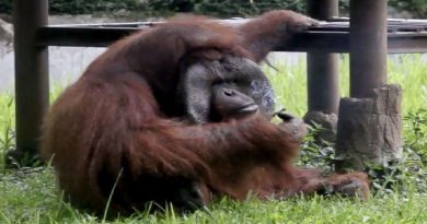 Indonesian Zoo ‘Regrets’ Video Of Smoking Orangutan (VIDEO)